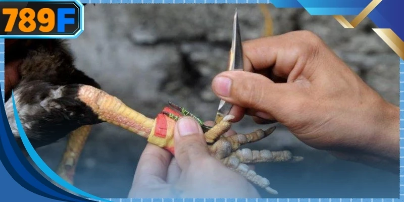 Chiến kê tham gia thi đấu được trang bị vũ khí sắc bén vào đôi chân săn chắc