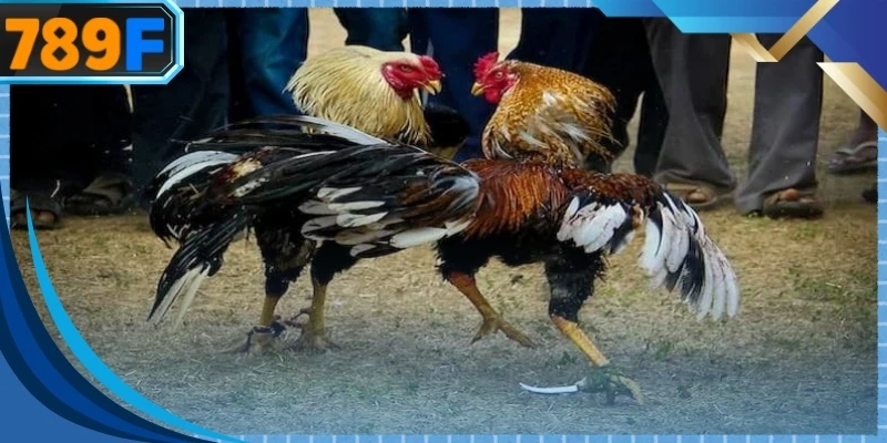 Mọi quy tắc được thiết lập nhằm đảm bảo tính minh bạch và công bằng