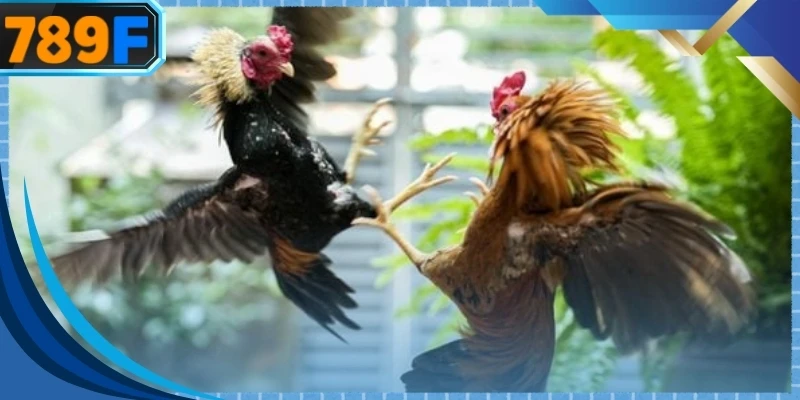 Đá gà đòn tôn vinh sức mạnh cơ bắp và khả năng chịu đựng của các chiến kê