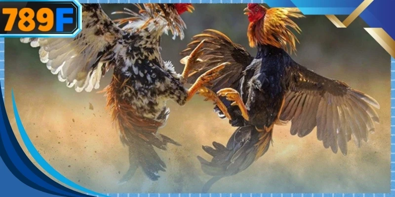 Đá gà nòi nội địa sở hữu hình dáng hùng dũng và tinh thần chiến đấu cao
